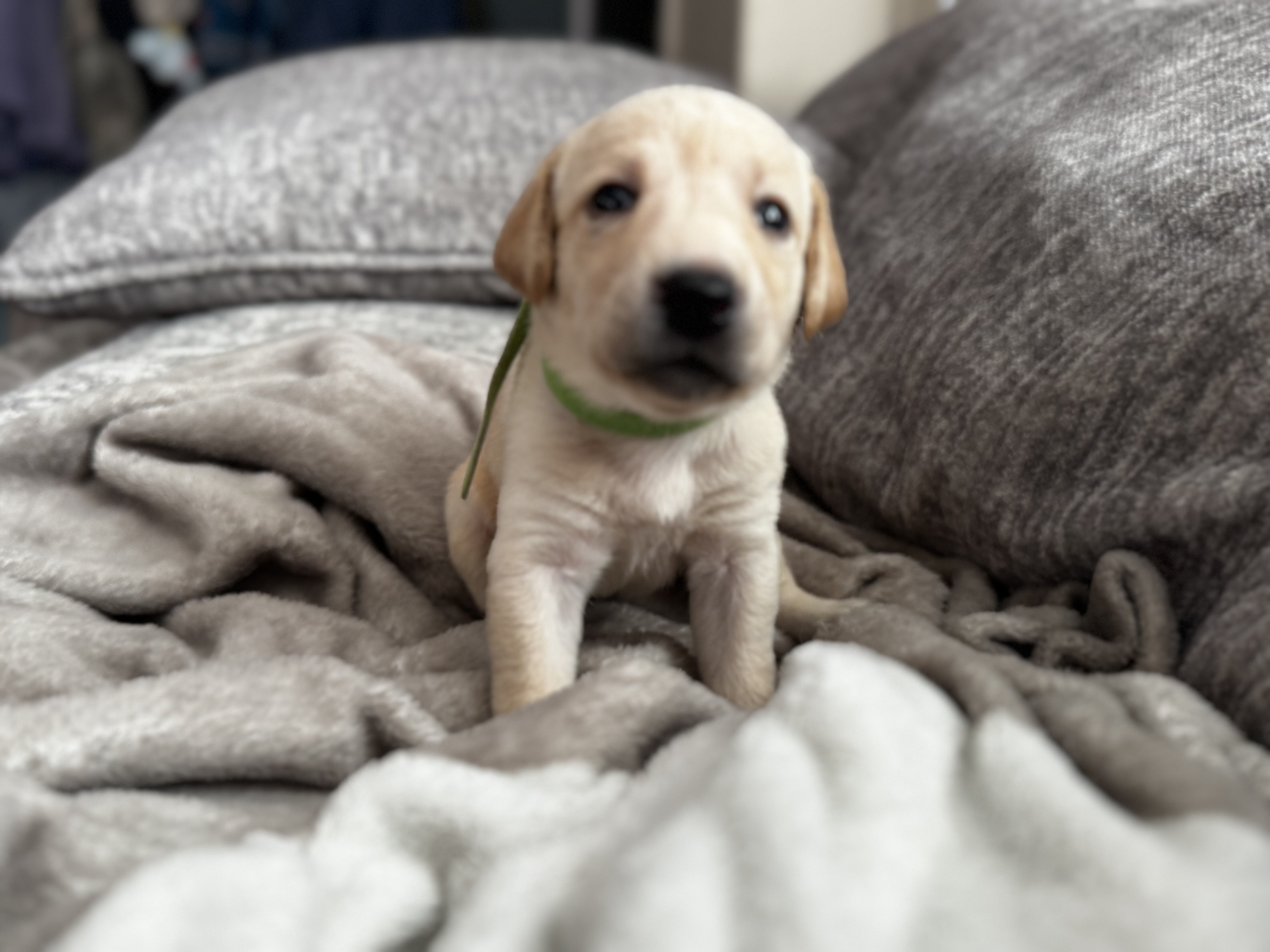 Labrador puppies image 5