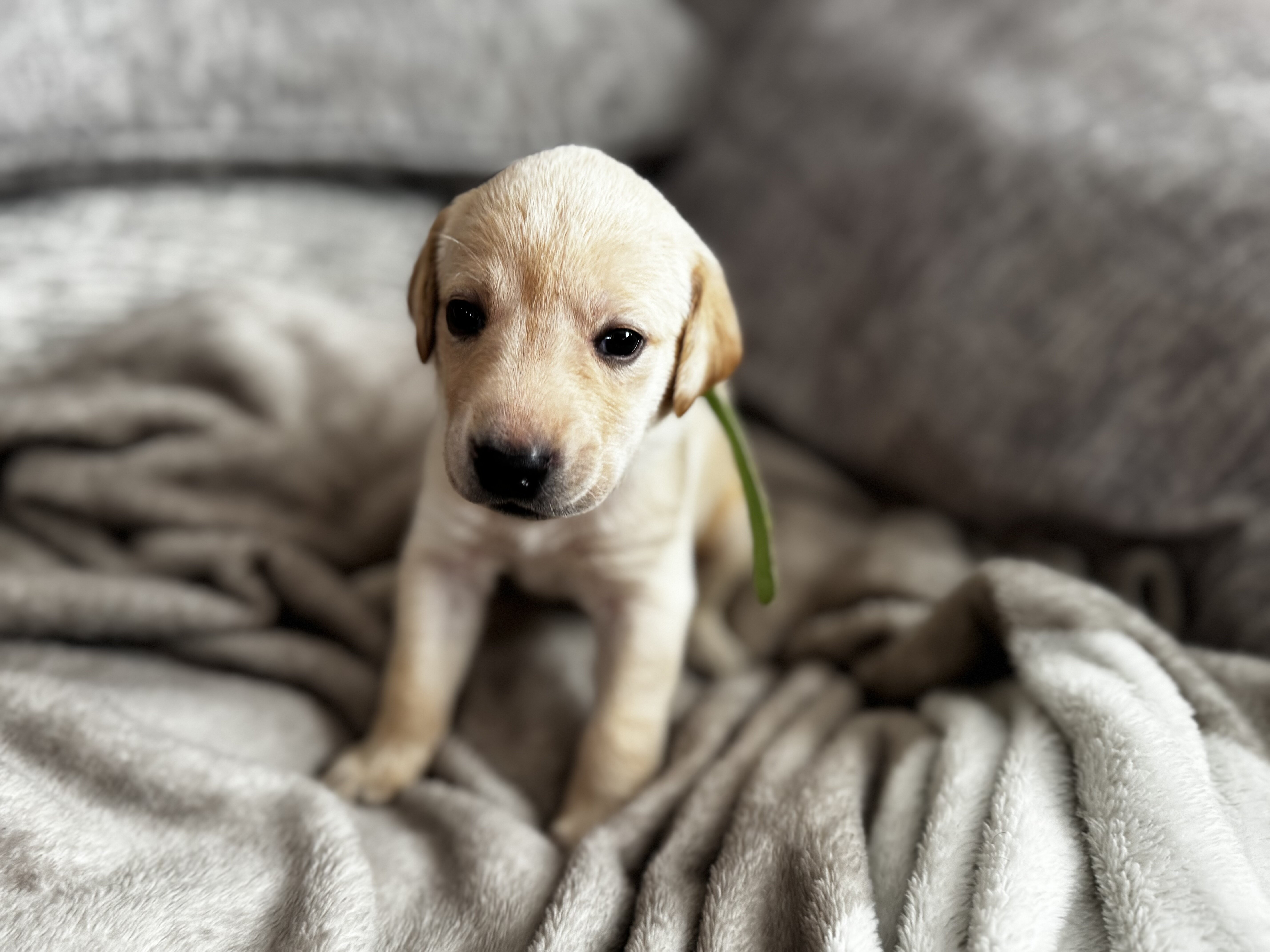 Labrador puppies image 3