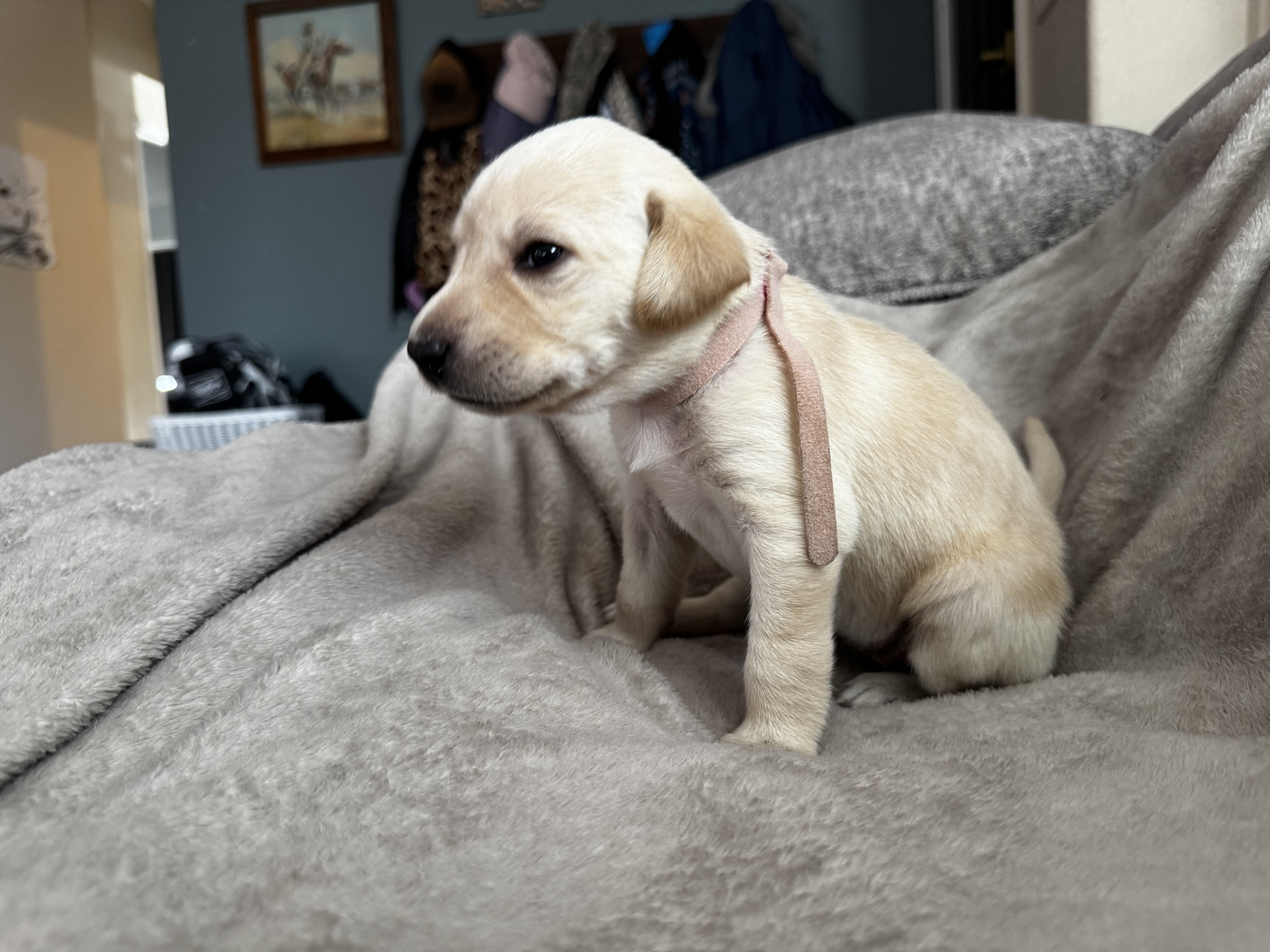 Labrador puppies image 4