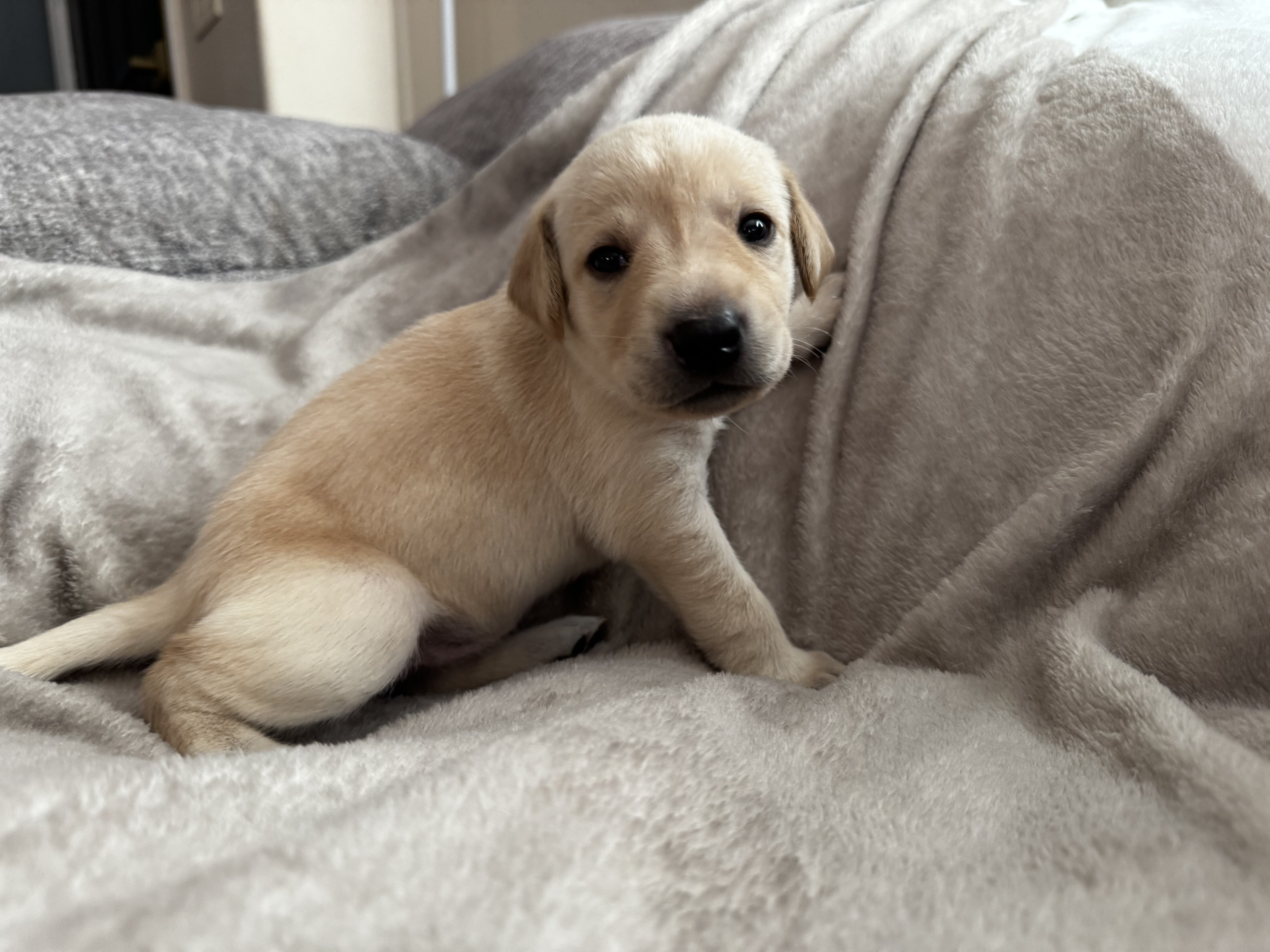 Labrador puppies image 2