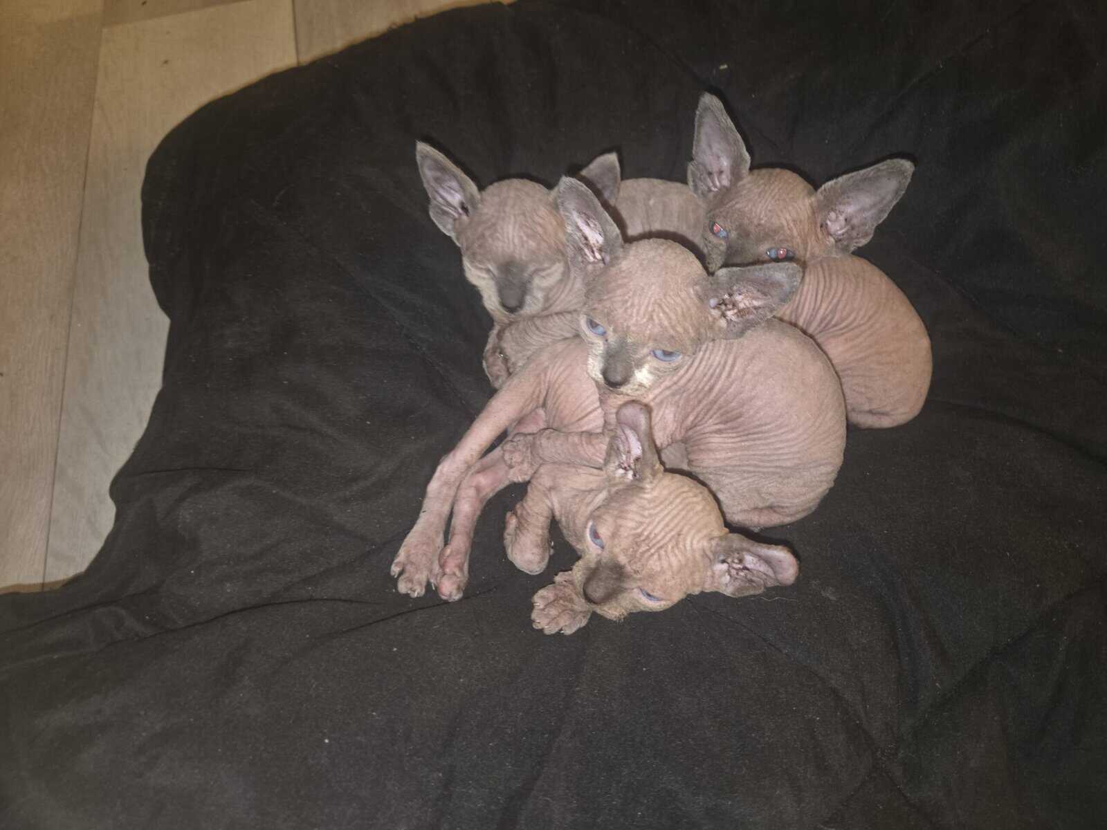 Sphynx boys image 3