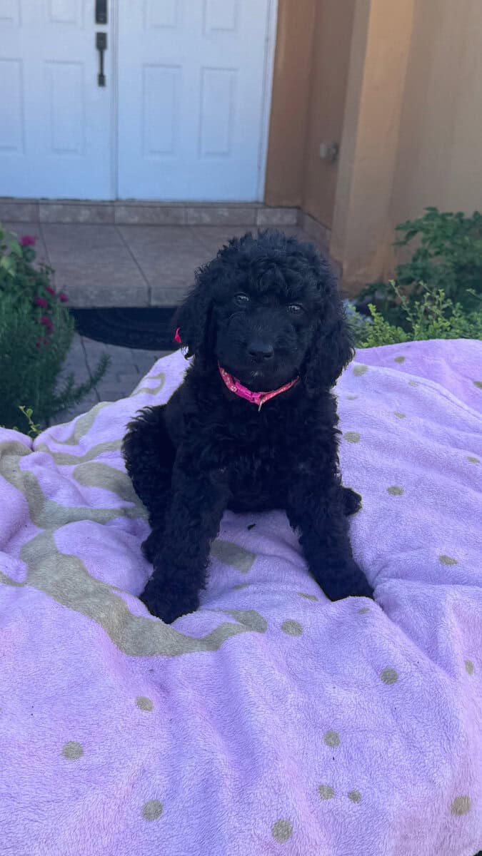 Goldendoodle Puppies for sale image 4