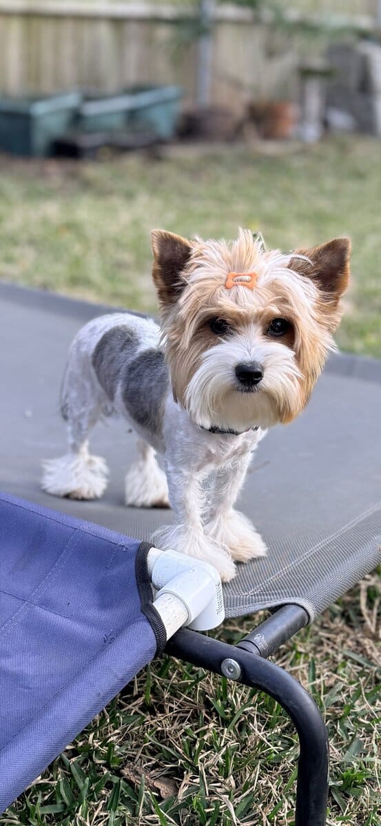 Betty White is an eight month old Parti colored Yo image 1