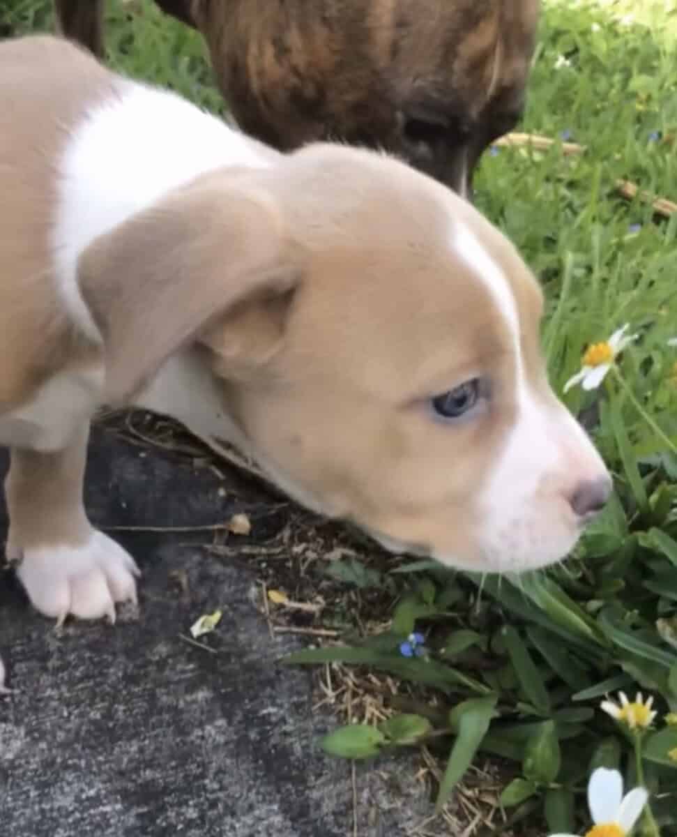 Puppies (PitBull) image 2