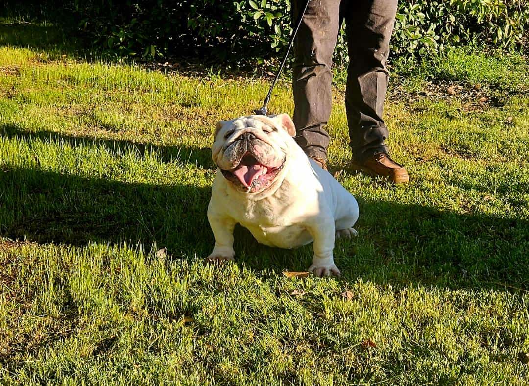 English Bulldog Female Adult image 5