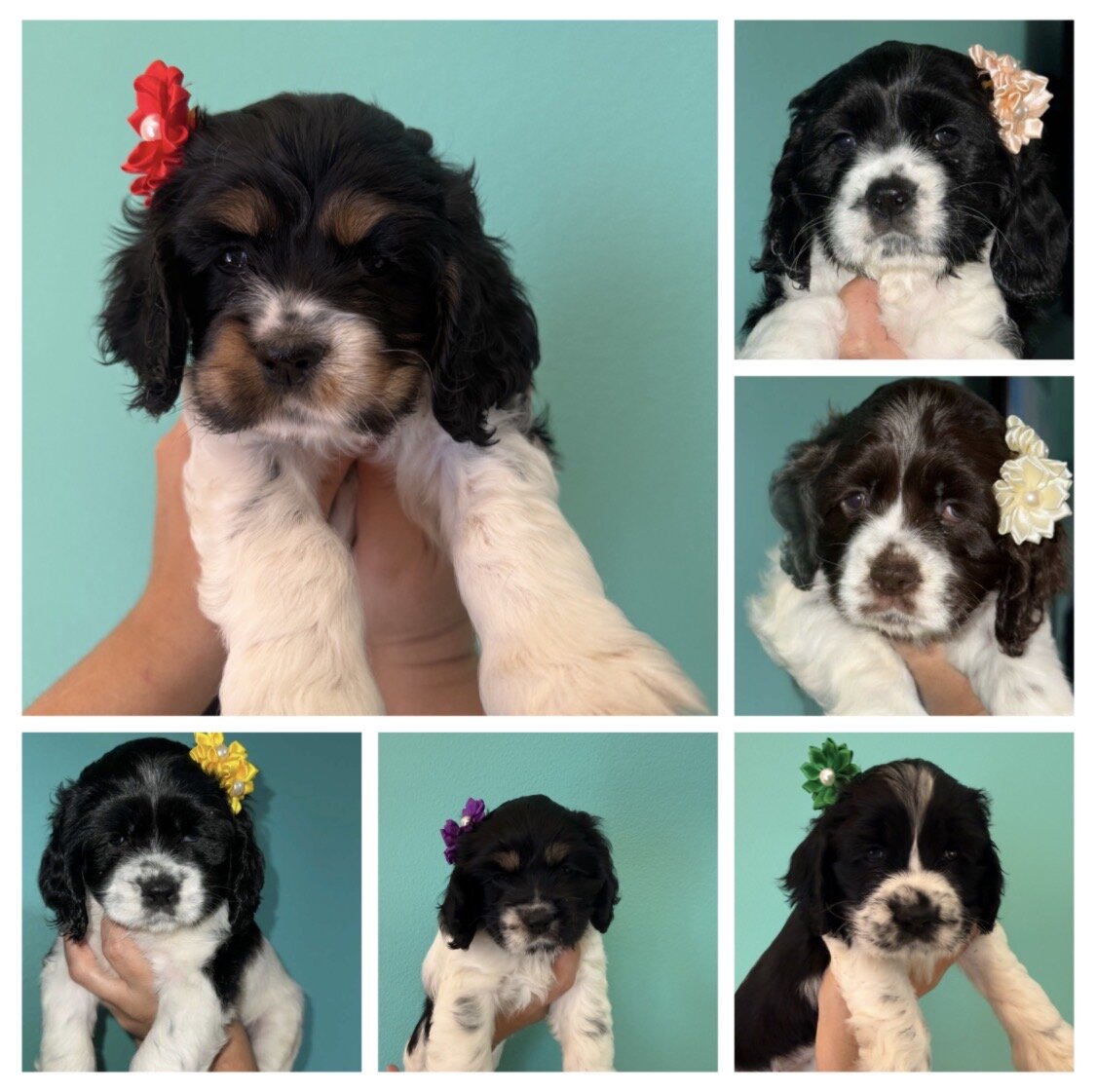 Cocker spaniel image 1
