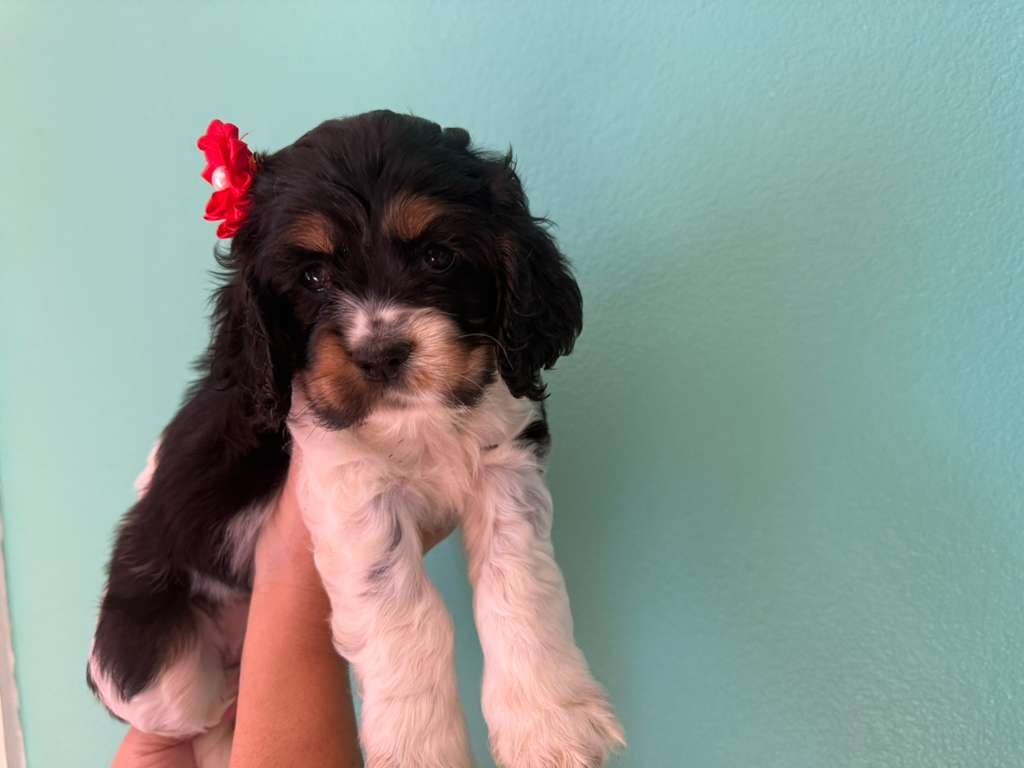 Cocker spaniel image 7