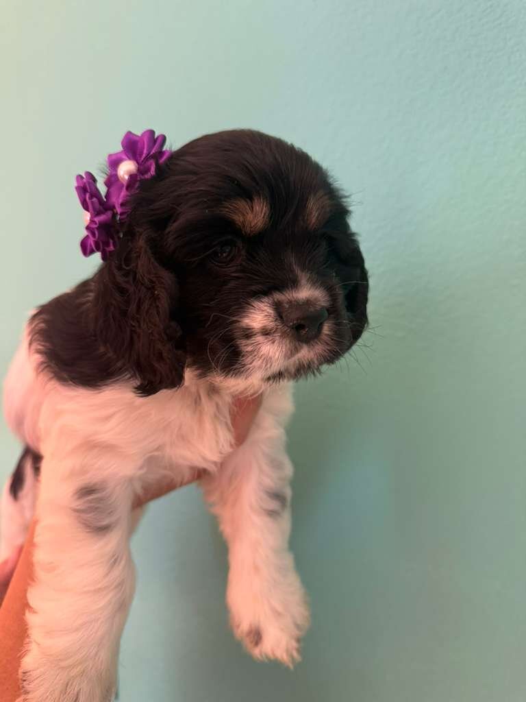 Cocker spaniel image 4