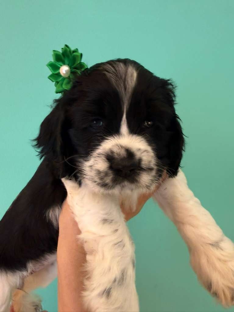 Cocker spaniel image 6
