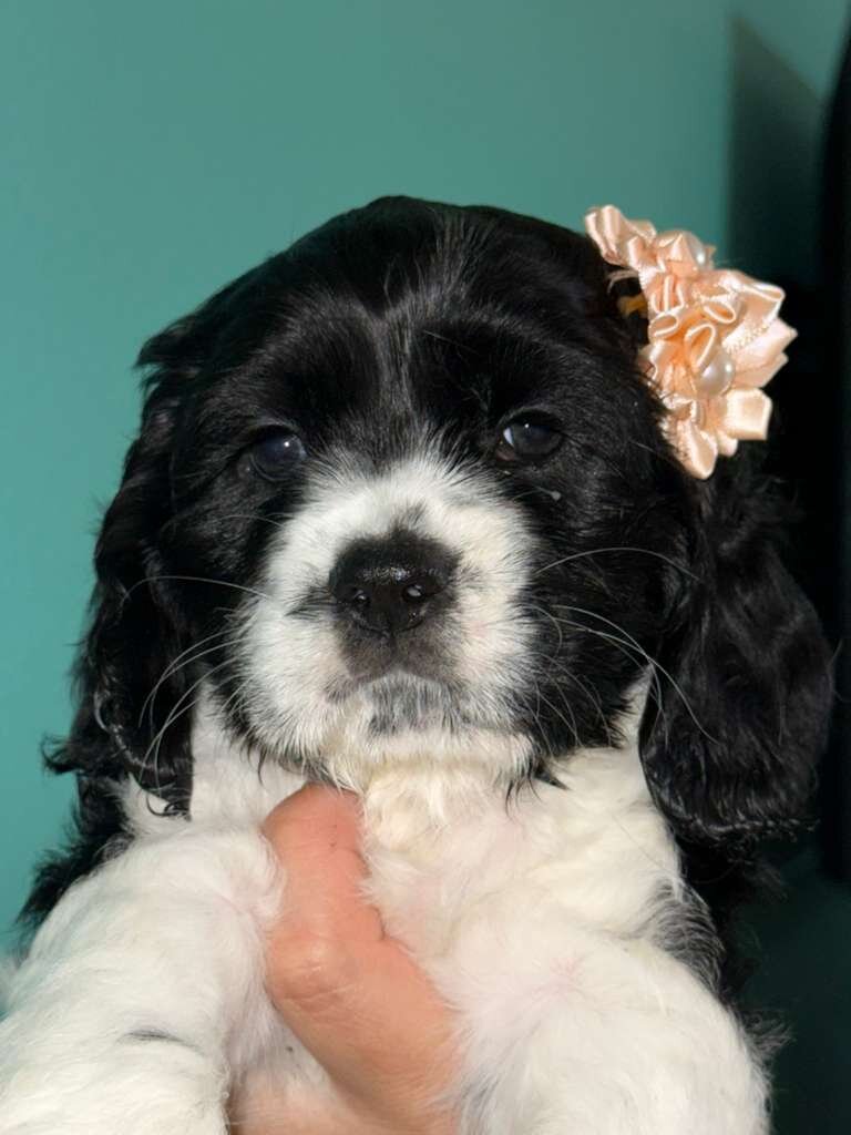 Cocker spaniel image 2