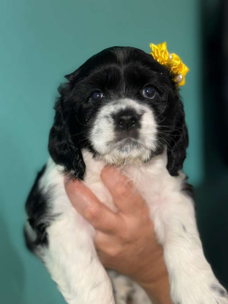 Cocker spaniel image 3