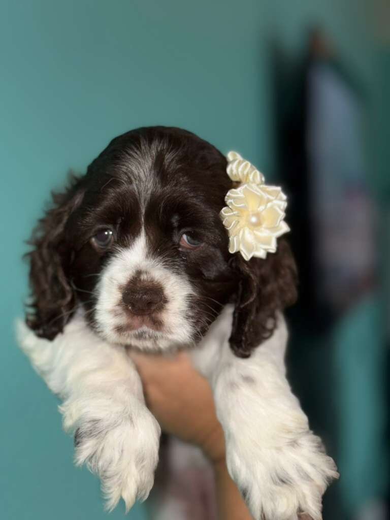 Cocker spaniel image 5