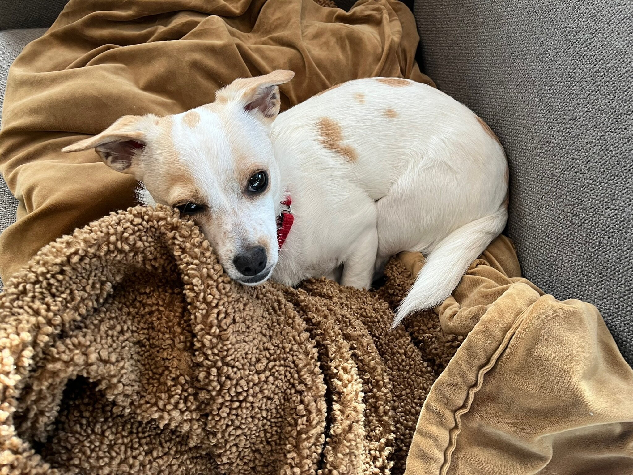 Bacca - 1.5 year old Chihuahua / Terrier image 2