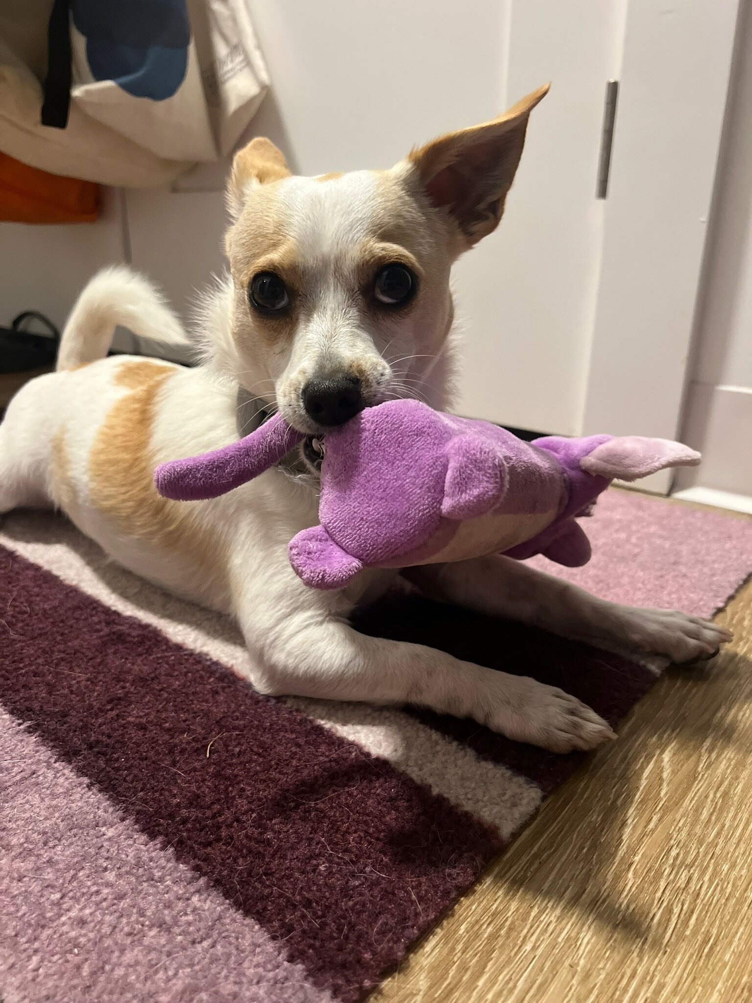 Bacca - 1.5 year old Chihuahua / Terrier image 4
