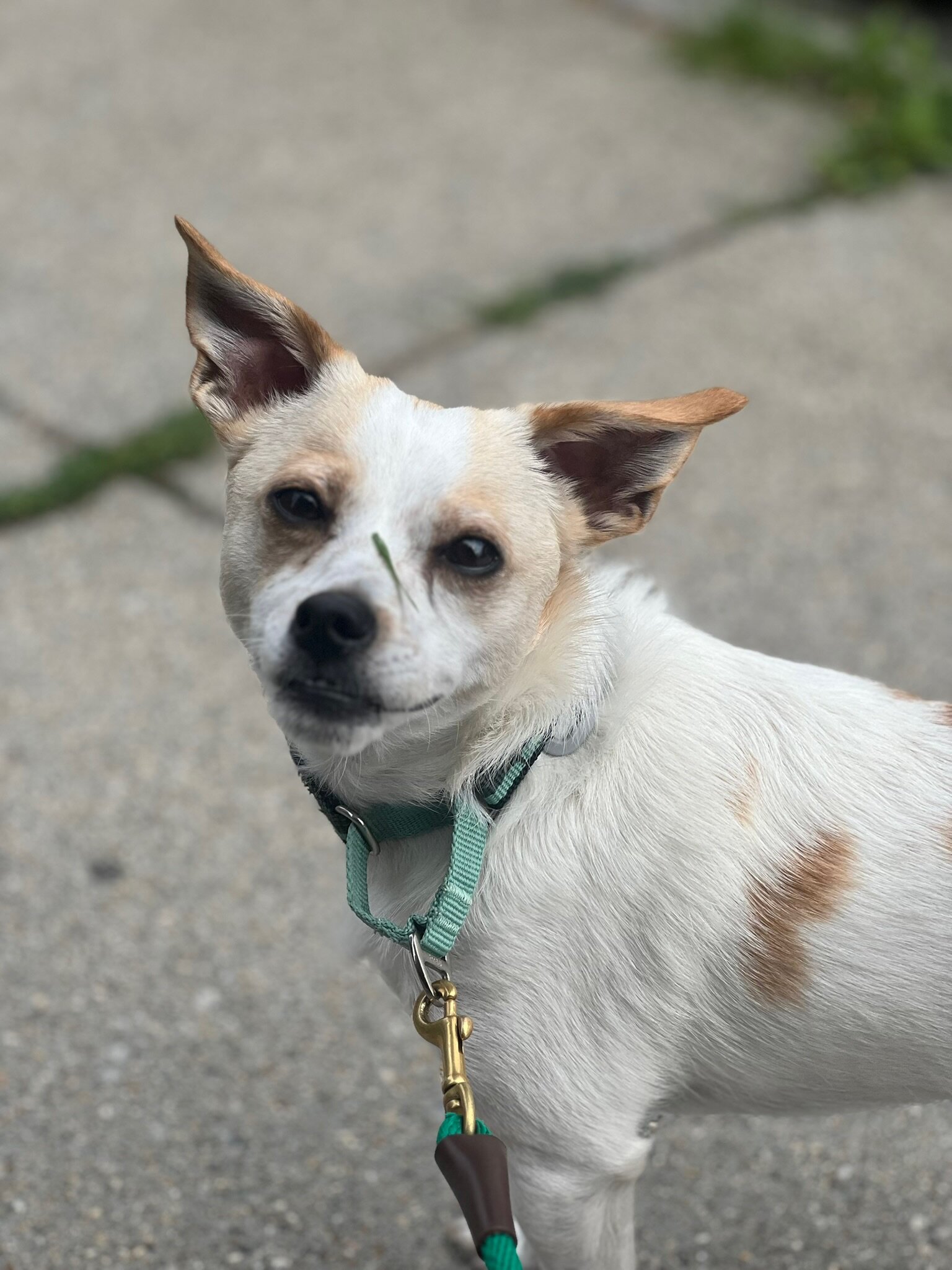 Bacca - 1.5 year old Chihuahua / Terrier image 3