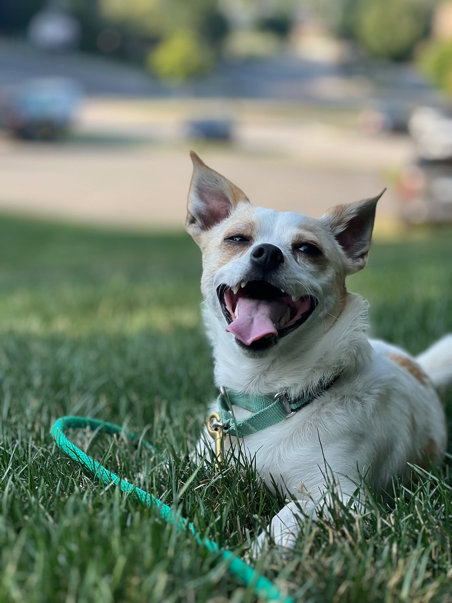 Bacca - 1.5 year old Chihuahua / Terrier image 5