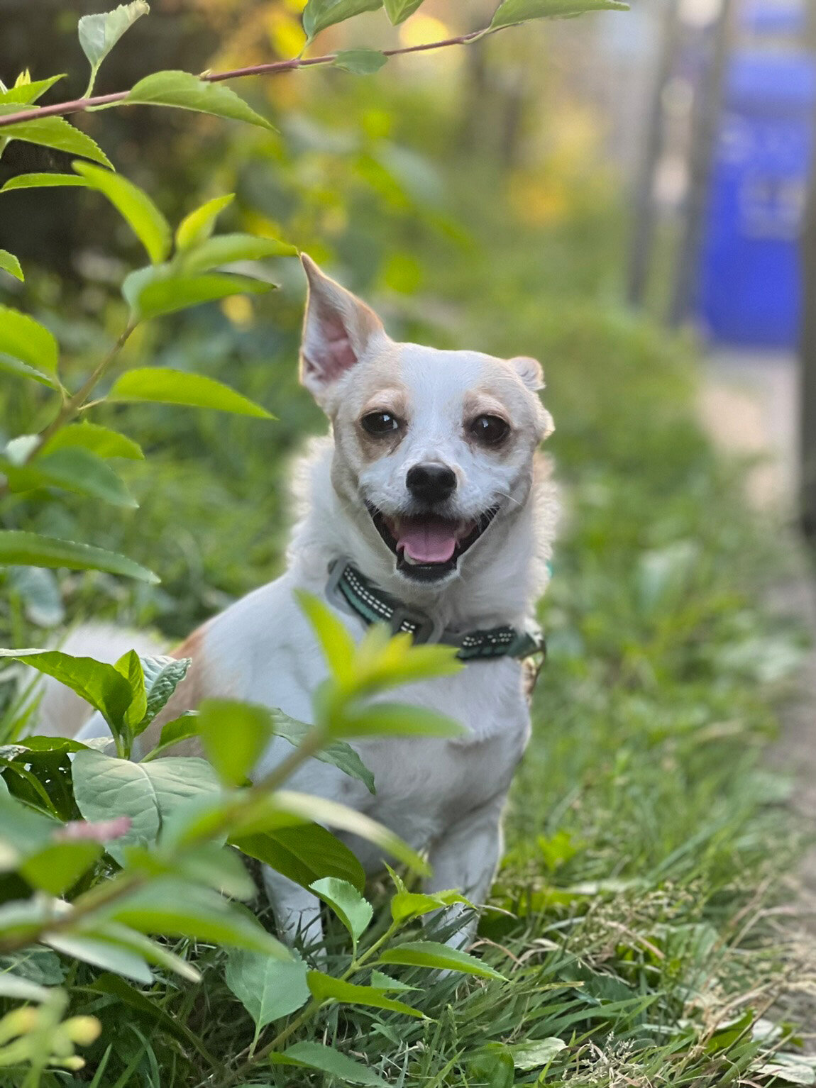 Bacca - 1.5 year old Chihuahua / Terrier image 1