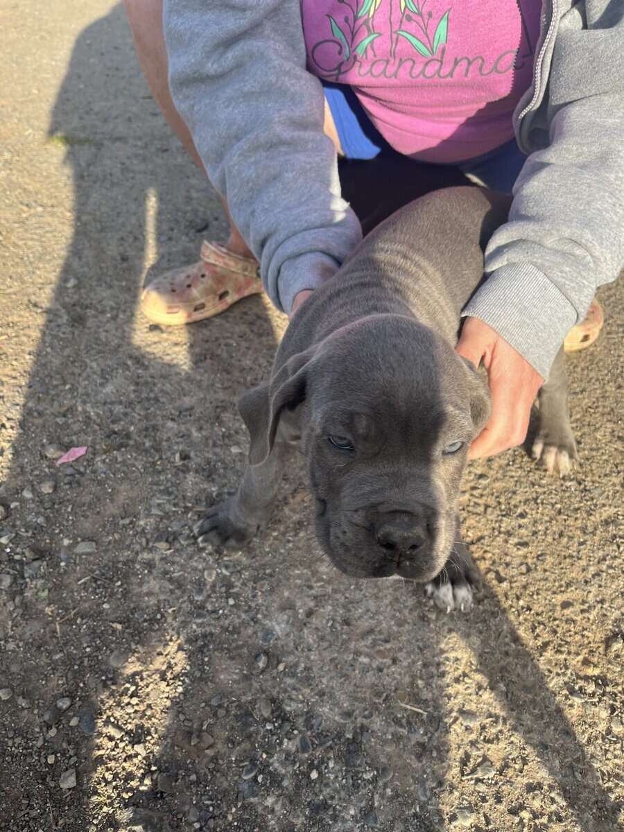 Cane Corso Puppies image 4