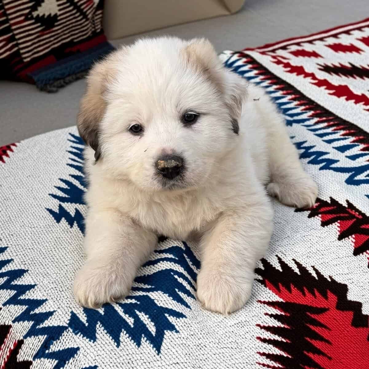 1yr old Great Pyrenees Puppy image 2