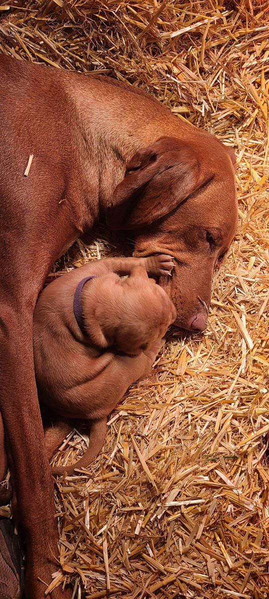 AKC Registered Vizsla Puppies image 9