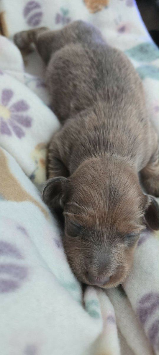 Miniature dachshund puppies image 3