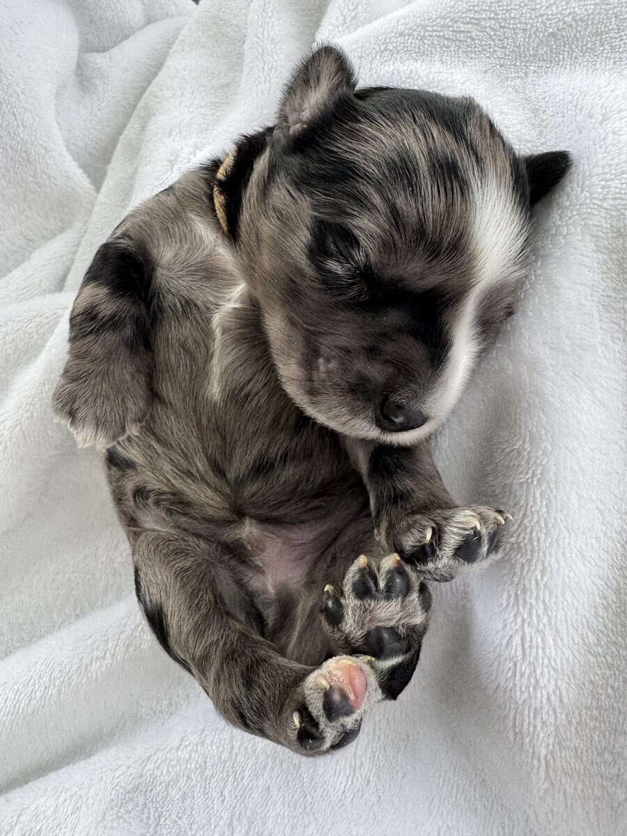 Merle Male Miniature Schnauzer image 2