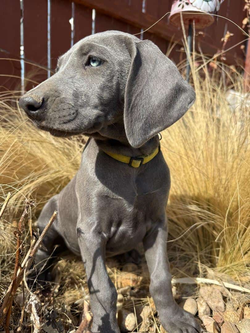 AKC Reg WEIMARANER PUPPIES image 4