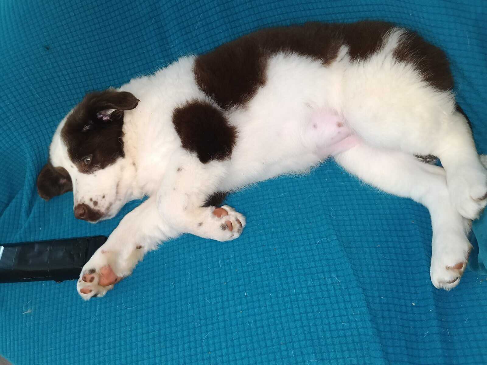 Aussie pup female image 3