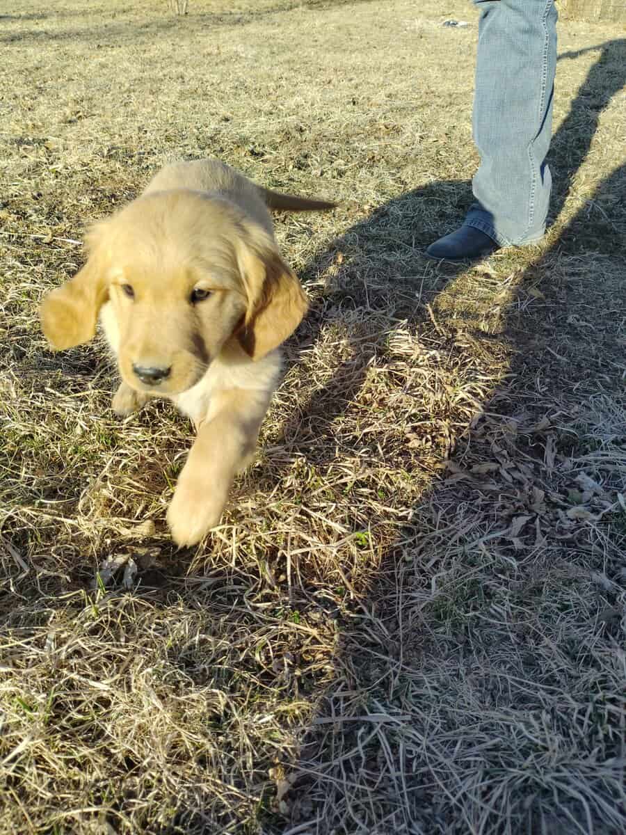 Golden Retriever pup for sale image 5