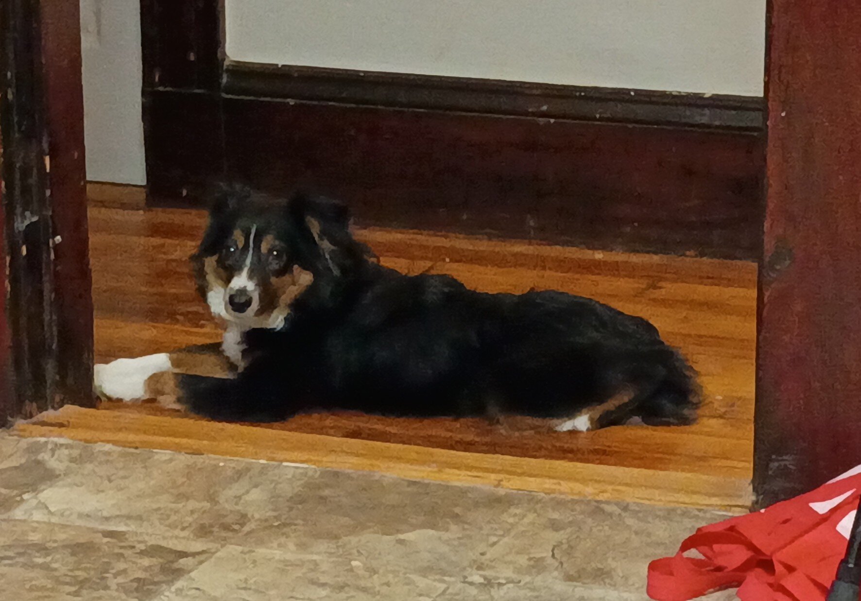 Australian Shepherd, Black Tri-color, Miniature image 5