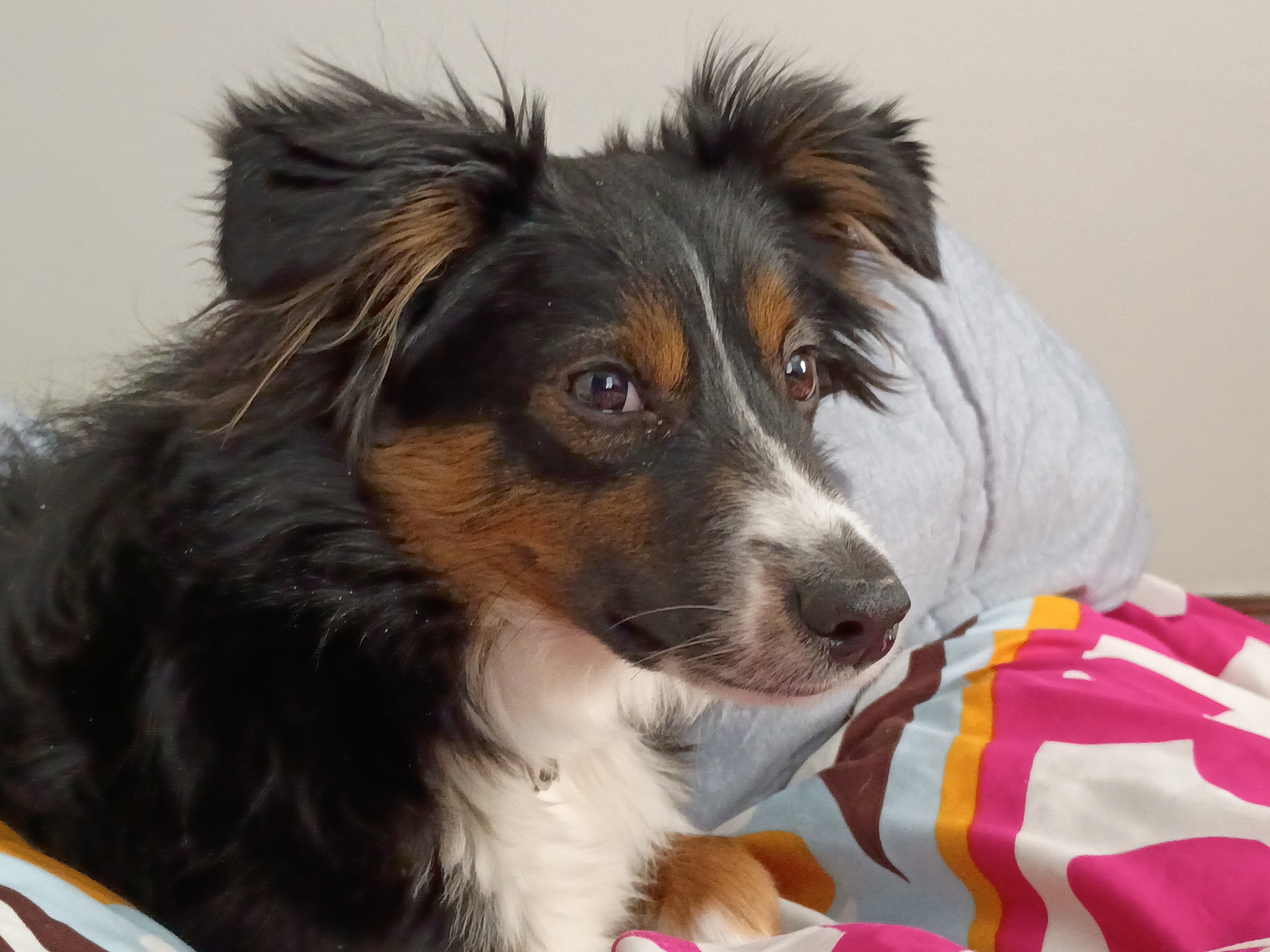 Australian Shepherd, Black Tri-color, Miniature image 4