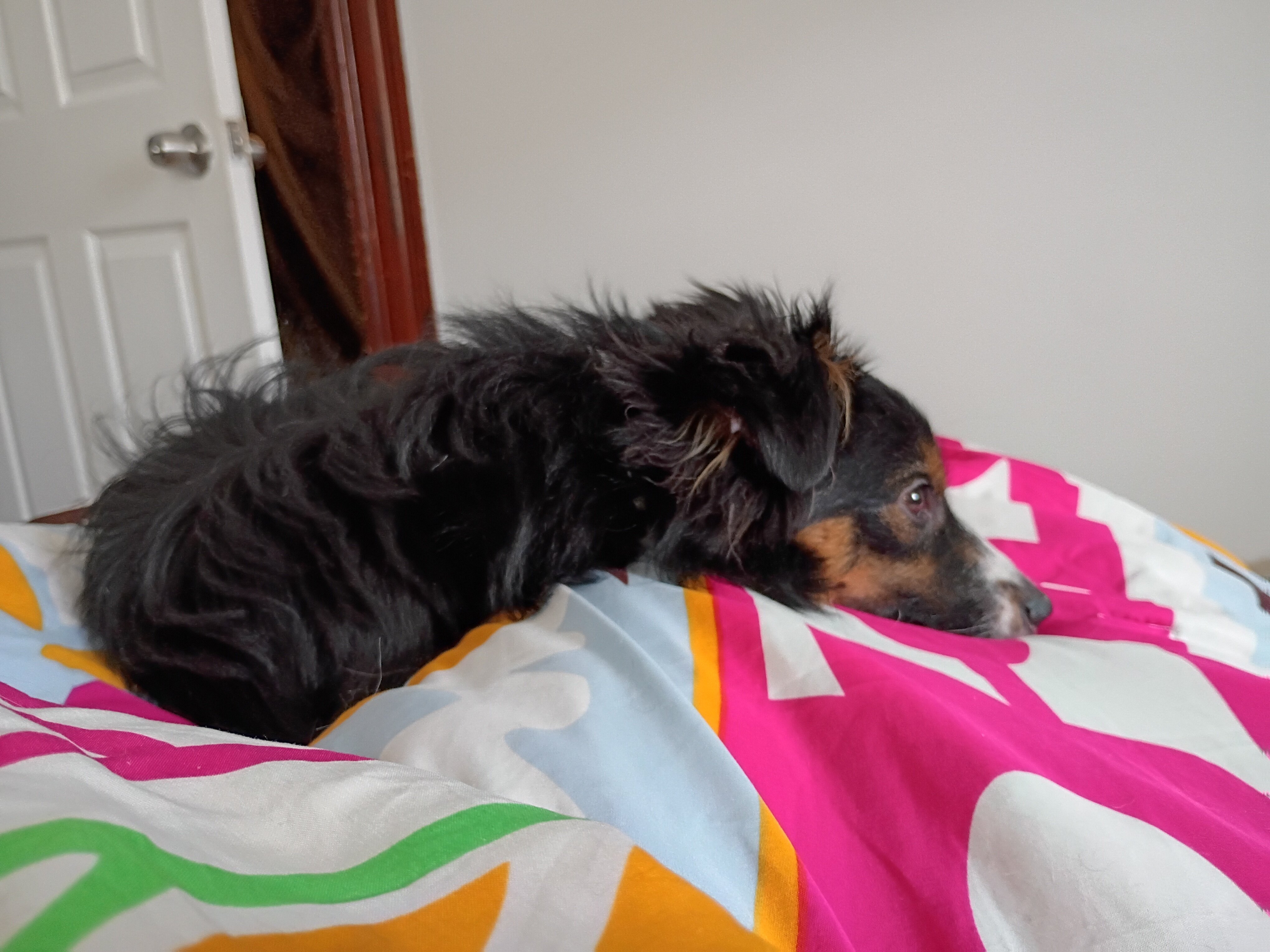 Australian Shepherd, Black Tri-color, Miniature image 3