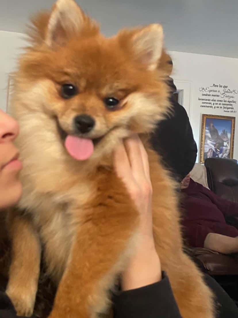 Pomeranian puppies for sale image 2