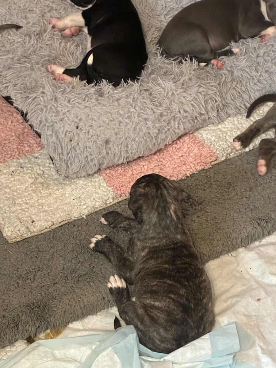 Pitbull puppies image 1