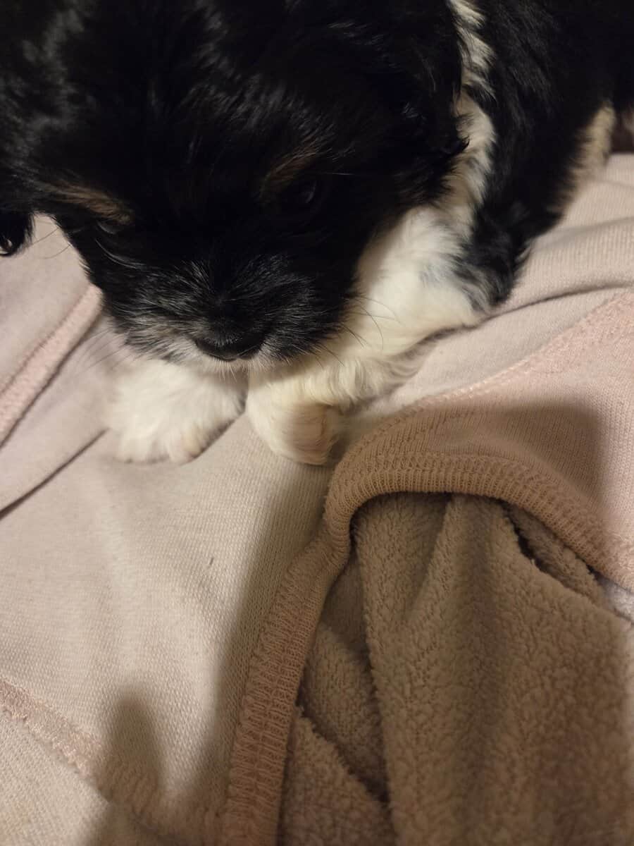 Parti yorkies male purebred image 3