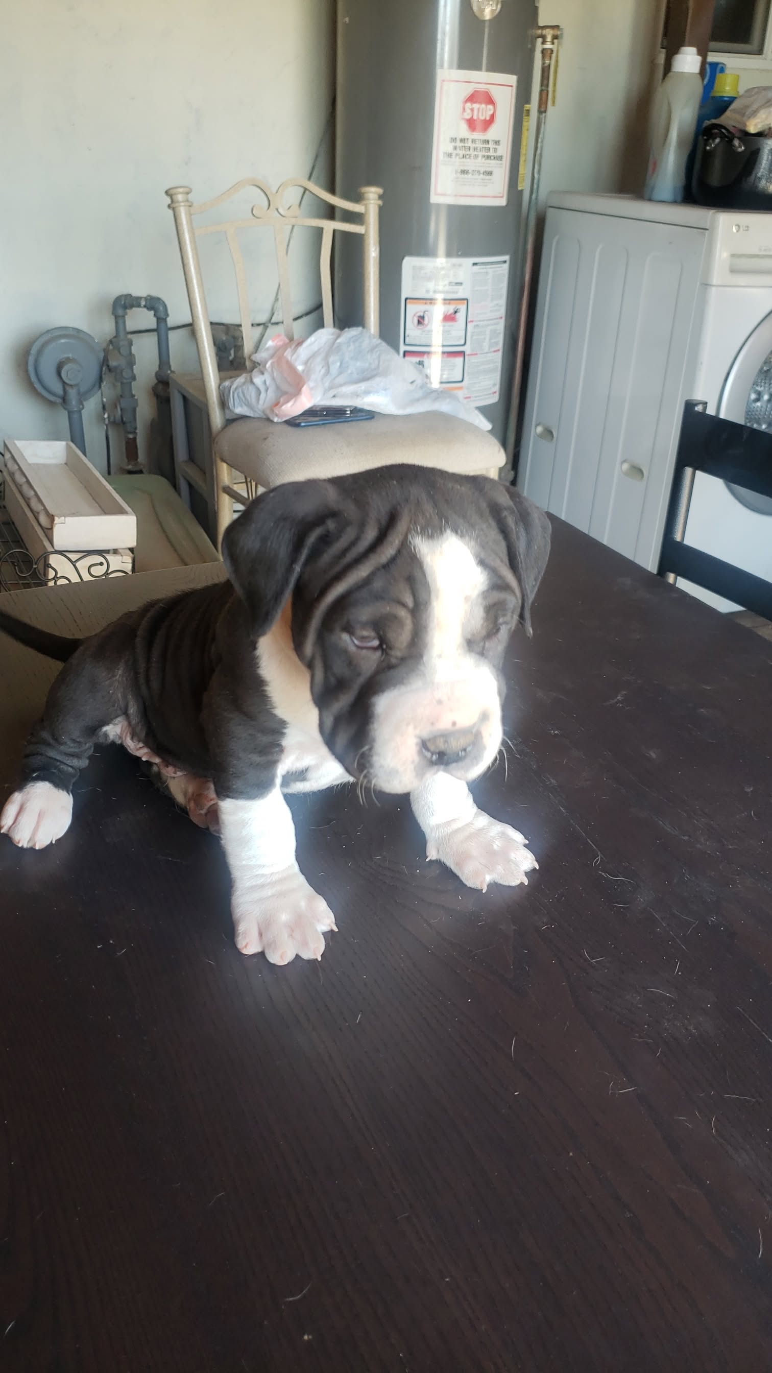 Sharpull Terrier Puppies image 1