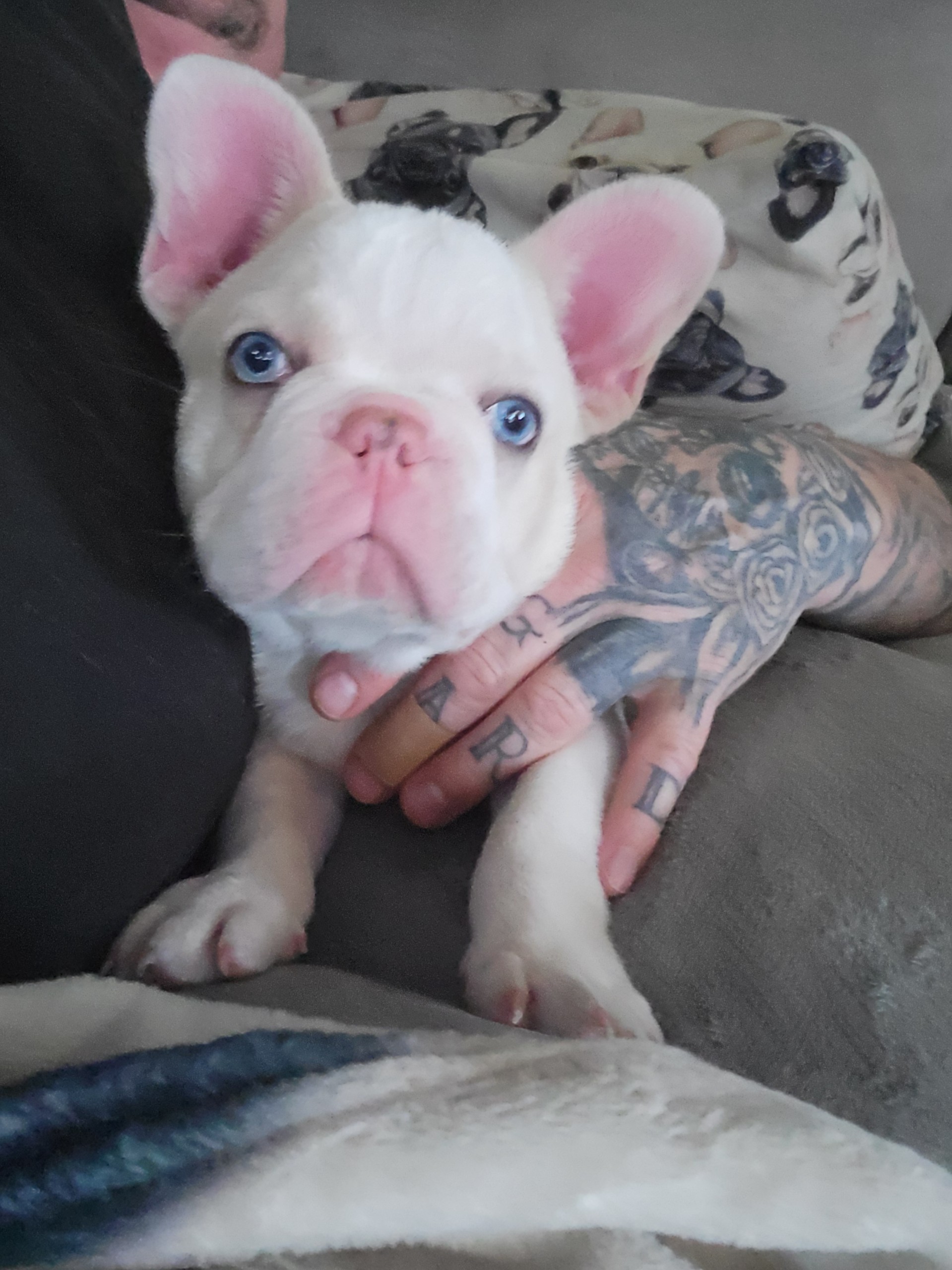 French  Bulldog image 3