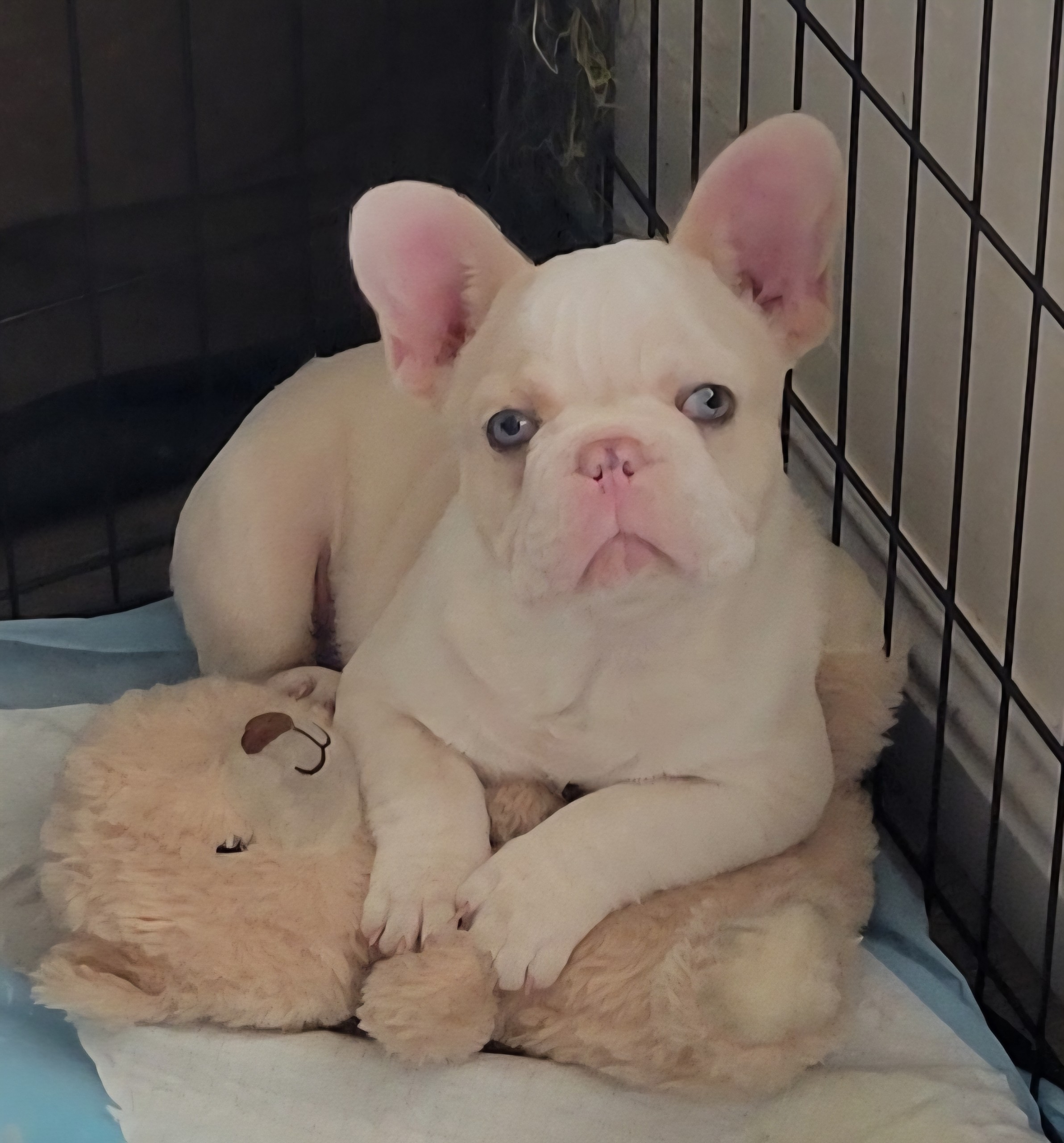 French  Bulldog image 2