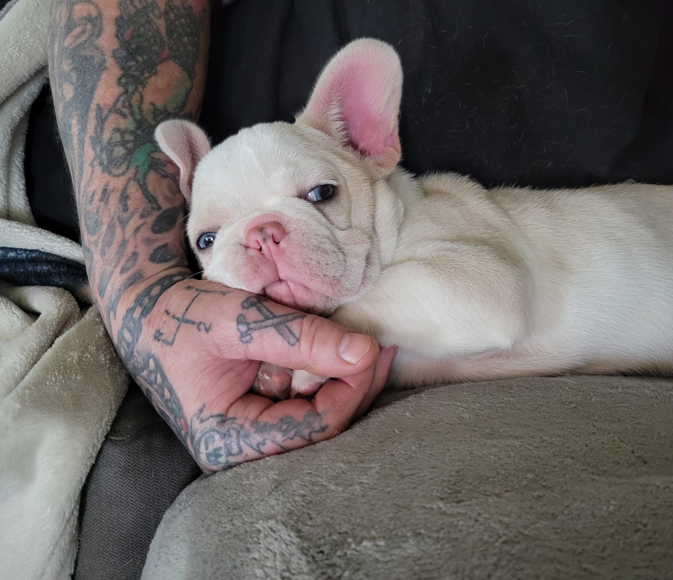 French  Bulldog image 1