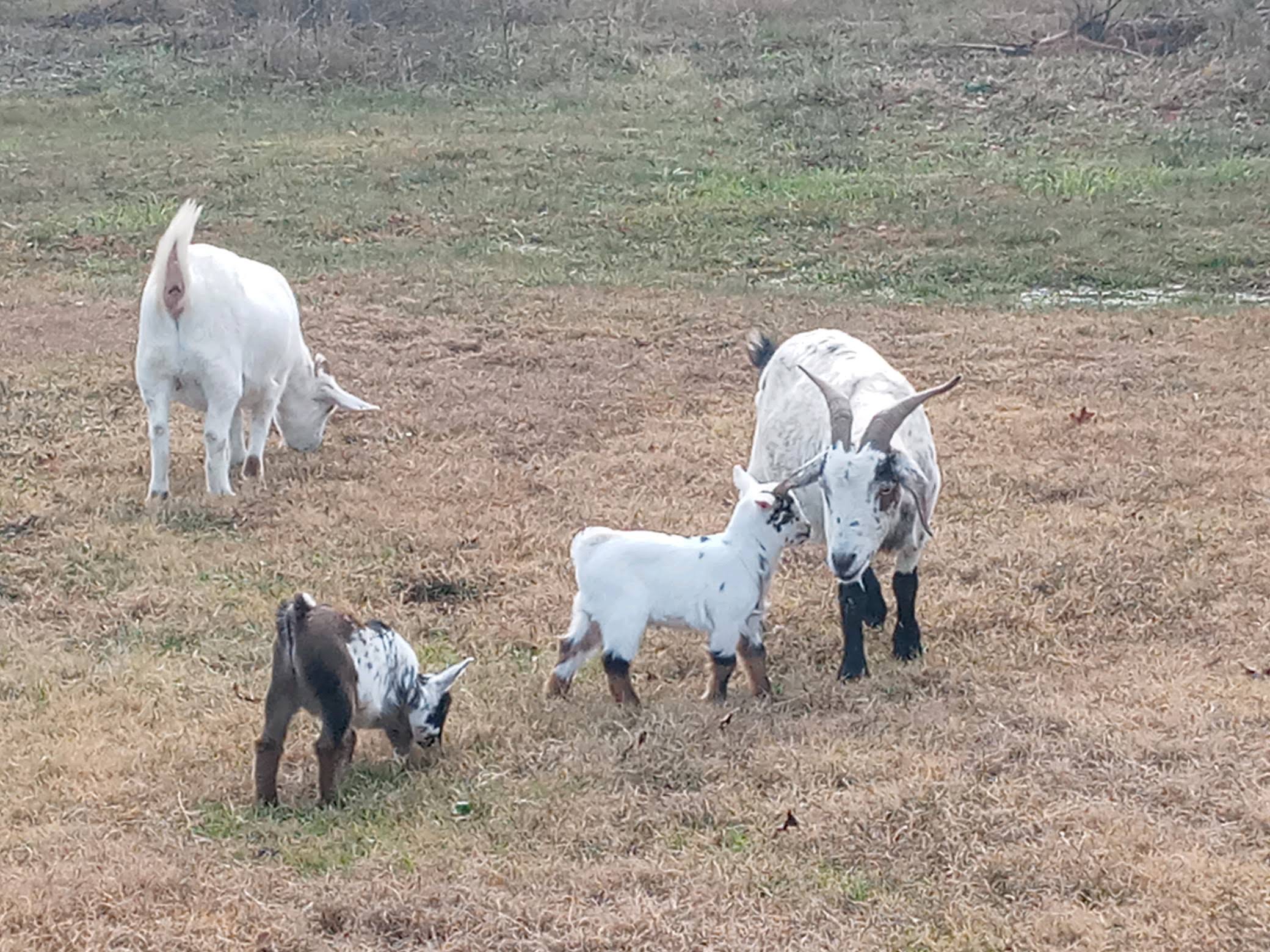Goat's,  chickens, ducks drake & hens image 1