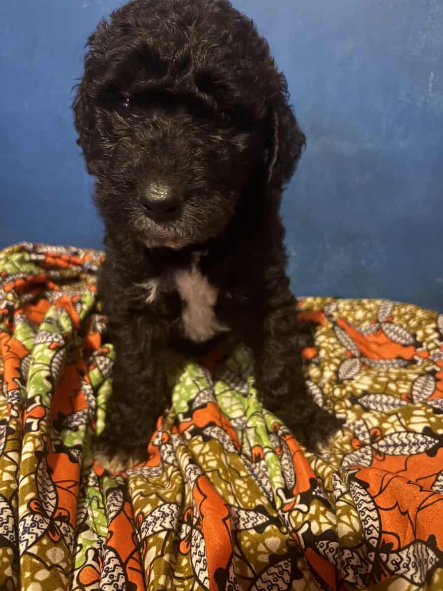 St Bernedoodle pups image 2