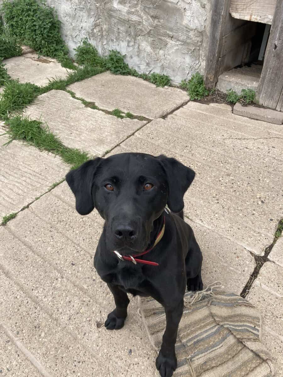 AKC Black Lab hunting 5 yr old image 1