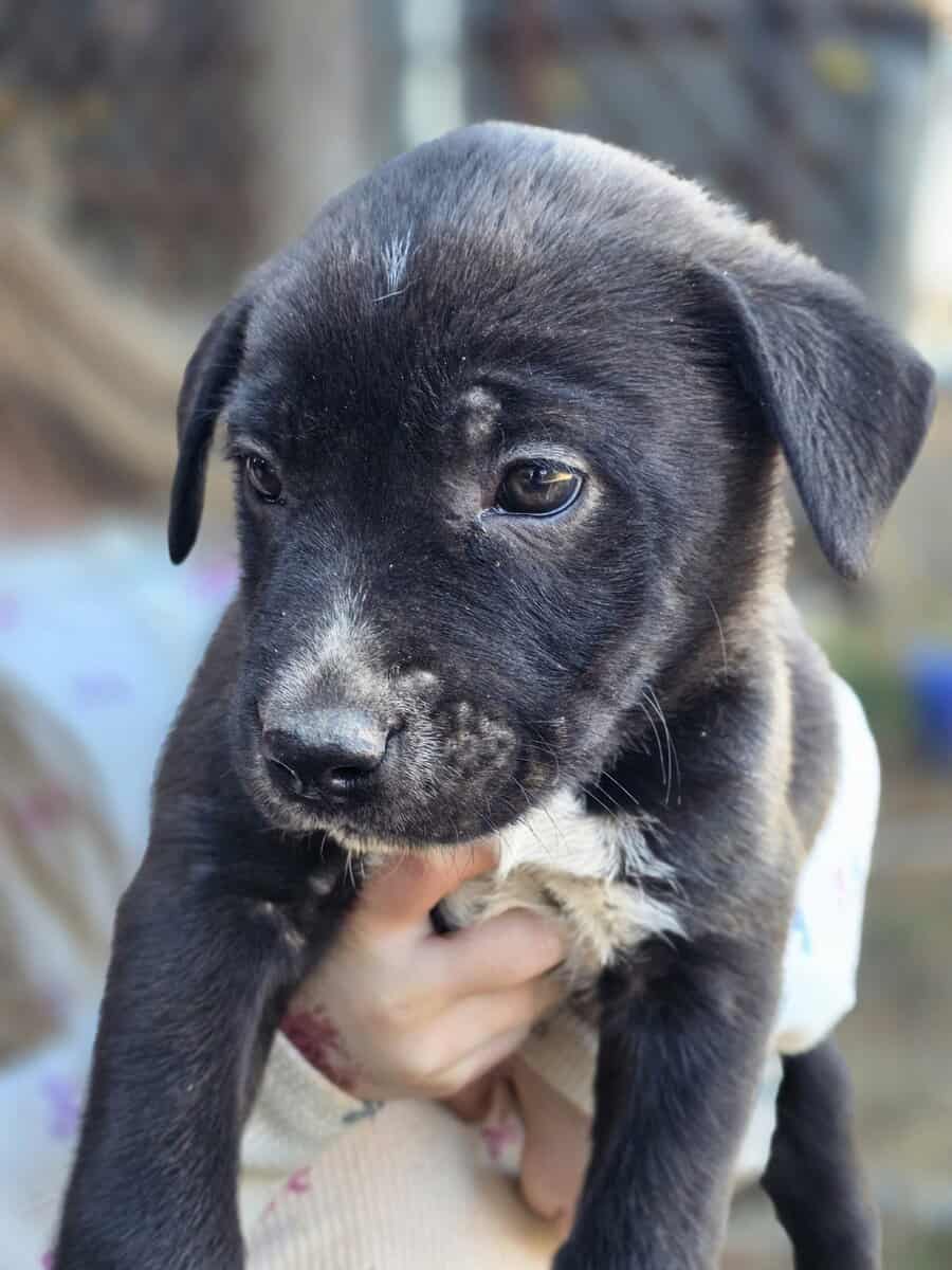 Puppies image 7