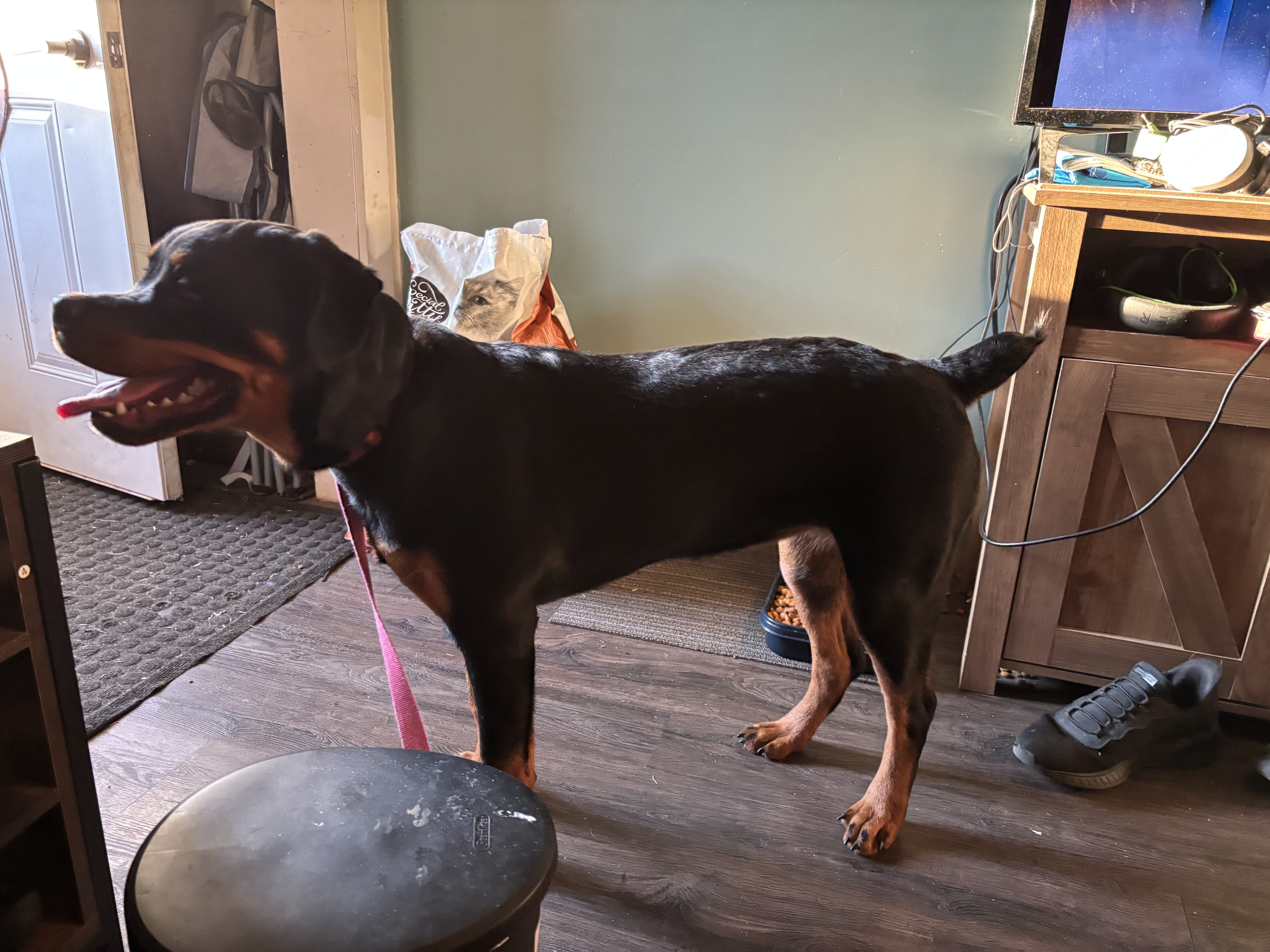 German Rottweiler mahogany color image 2