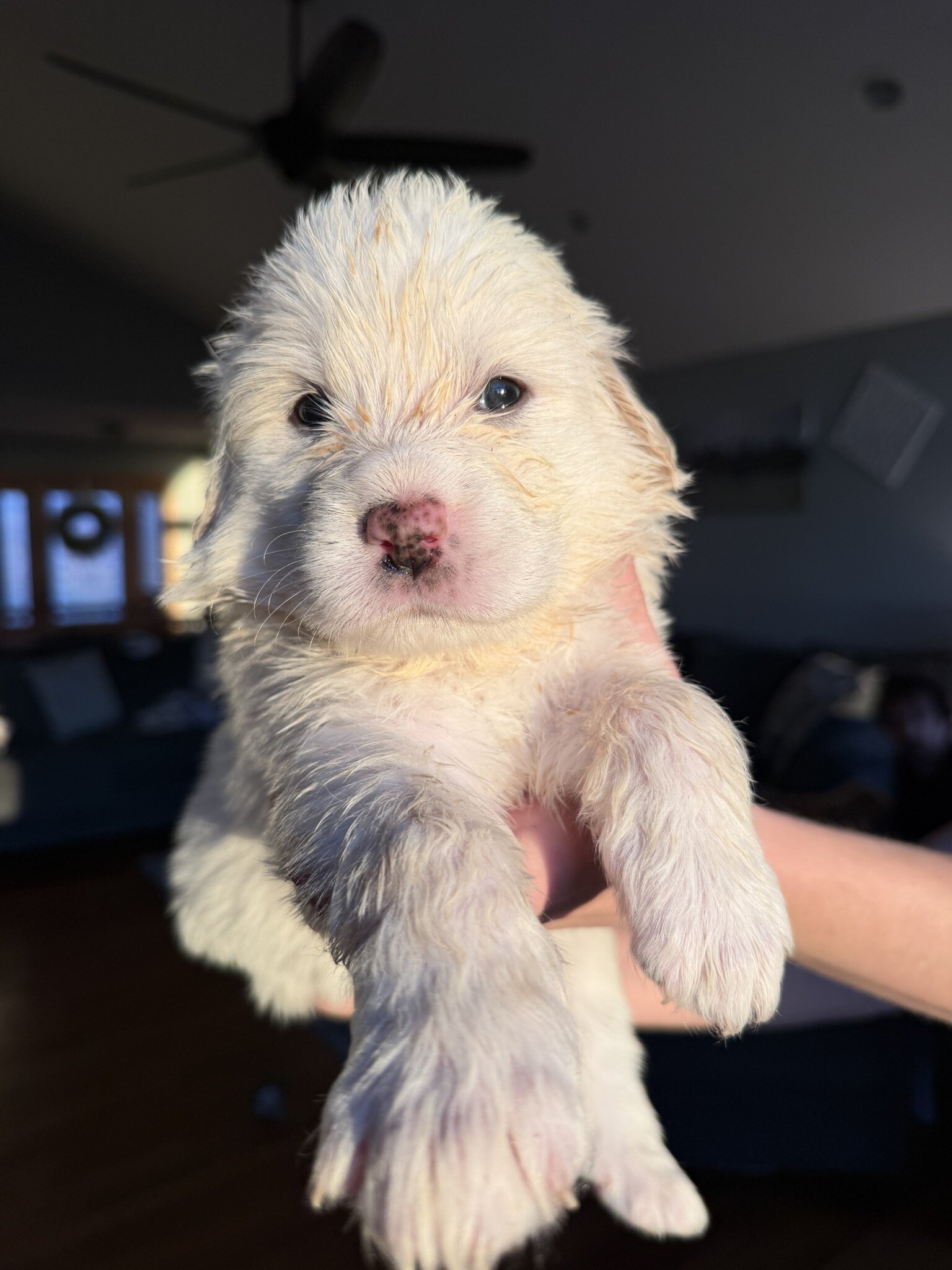Great Pyrenees Puppies – Livestock Guardian Dogs – image 8