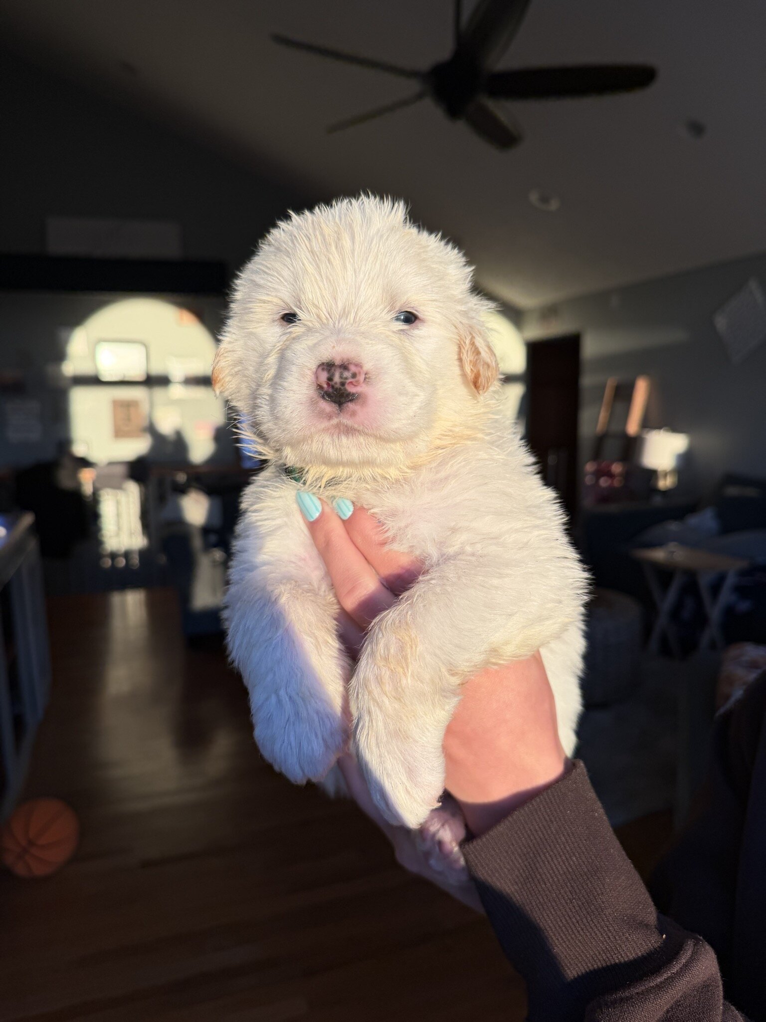 Great Pyrenees Puppies – Livestock Guardian Dogs – image 5