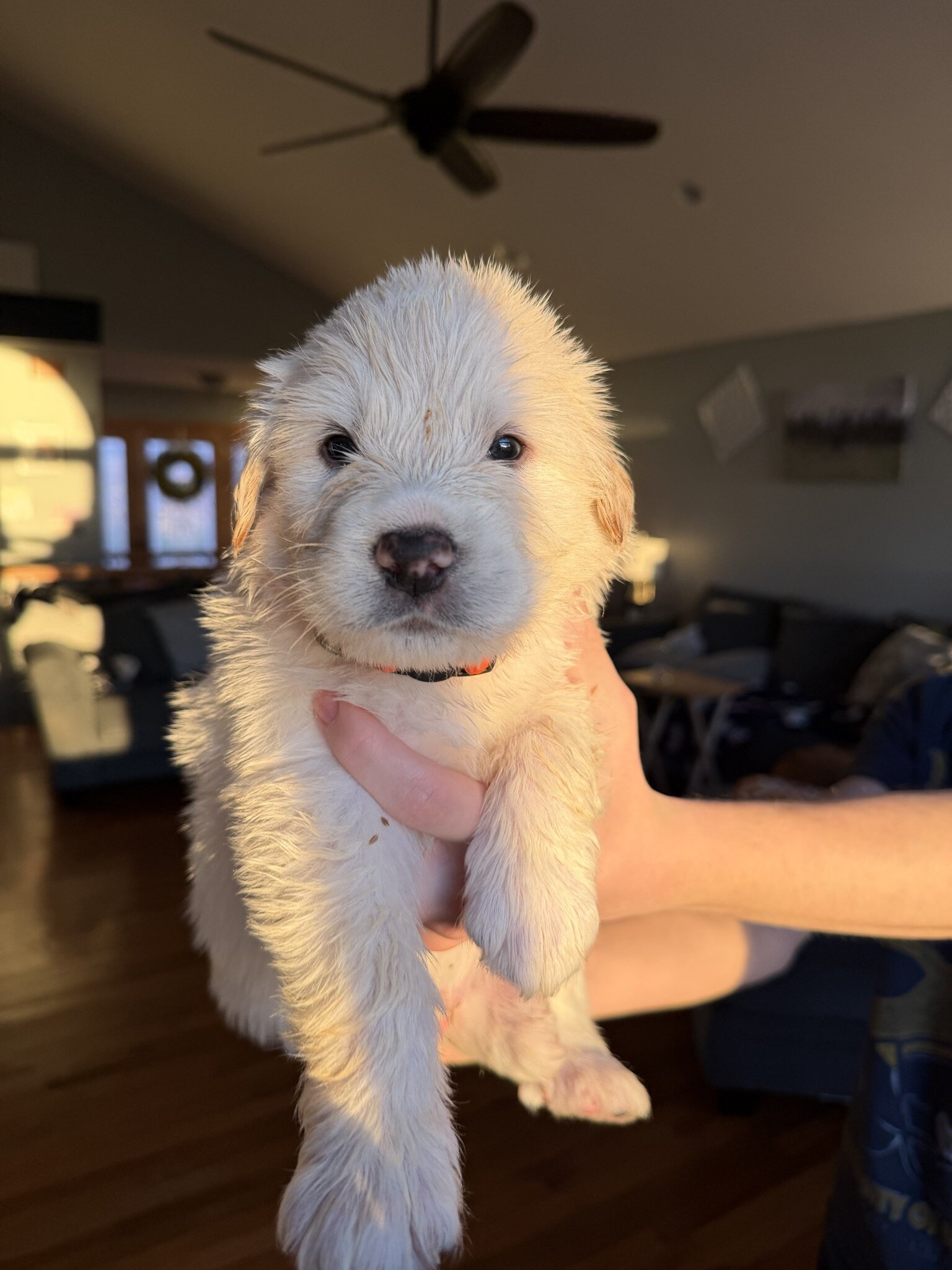 Great Pyrenees Puppies – Livestock Guardian Dogs – image 6