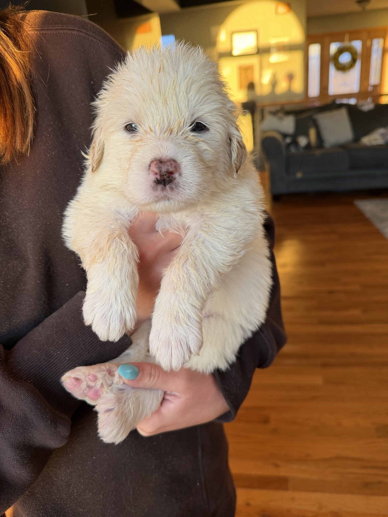 Great Pyrenees Puppies – Livestock Guardian Dogs – image 3