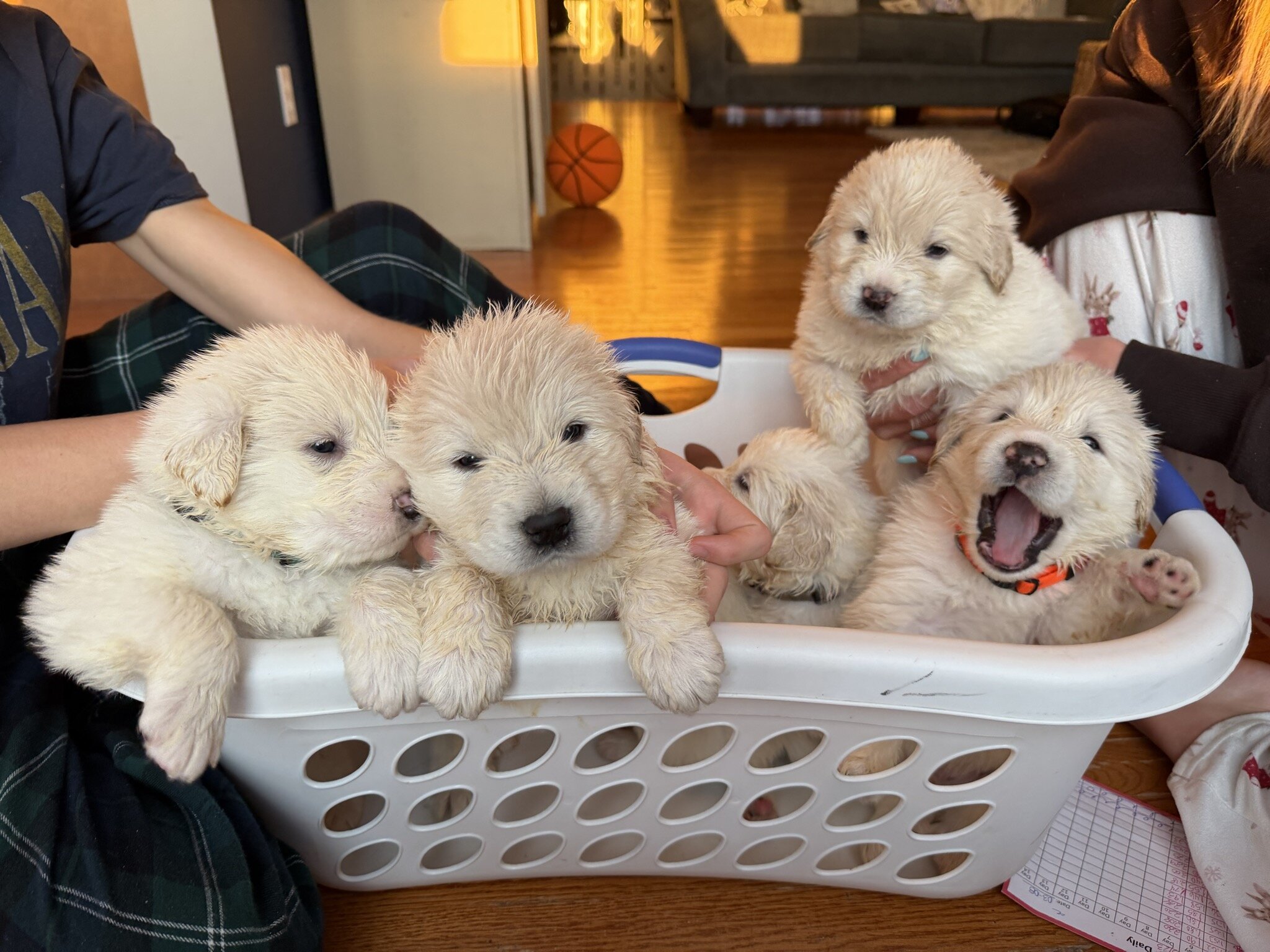 Great Pyrenees Puppies – Livestock Guardian Dogs – image 2