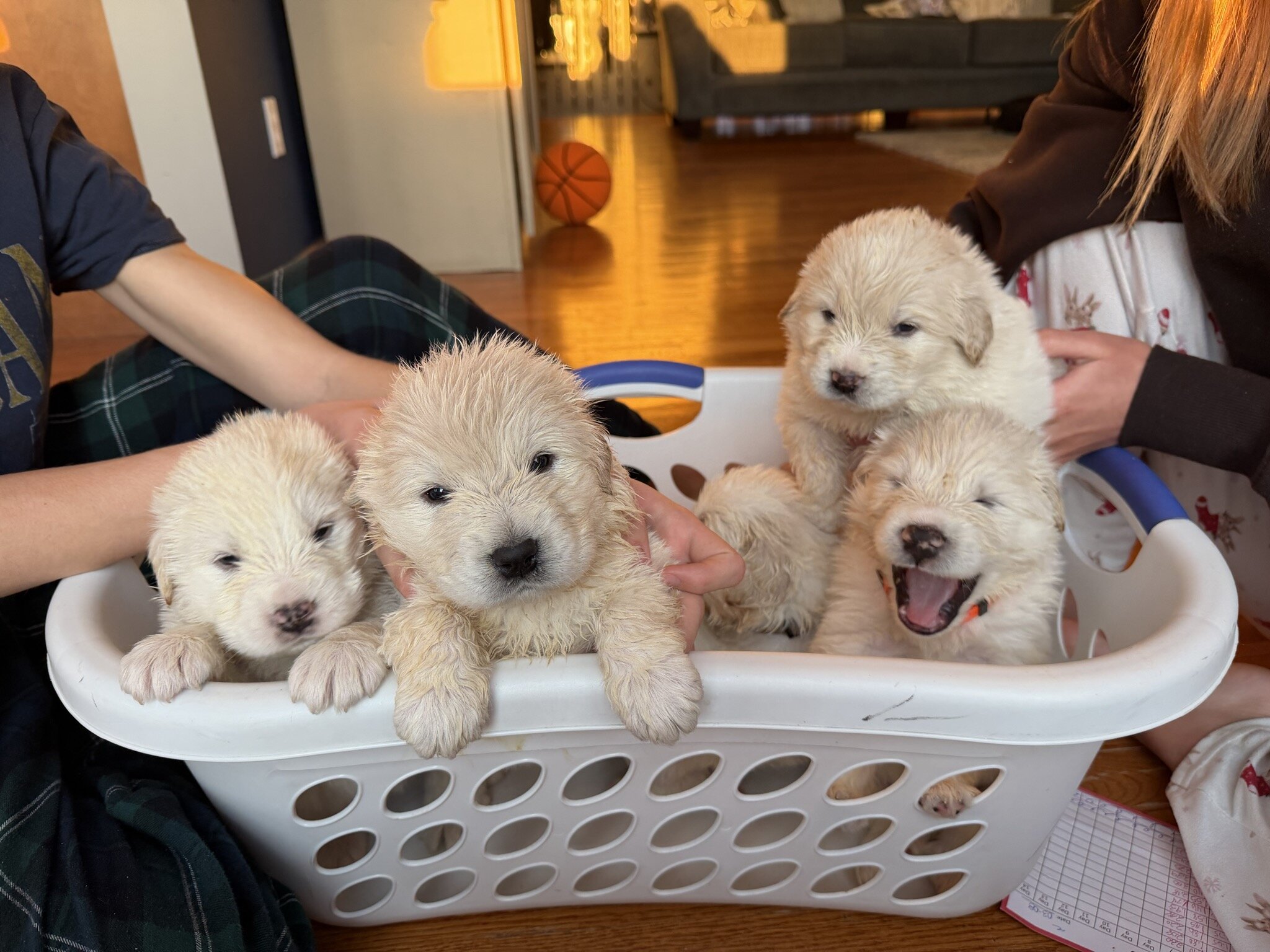 Great Pyrenees Puppies – Livestock Guardian Dogs – image 1